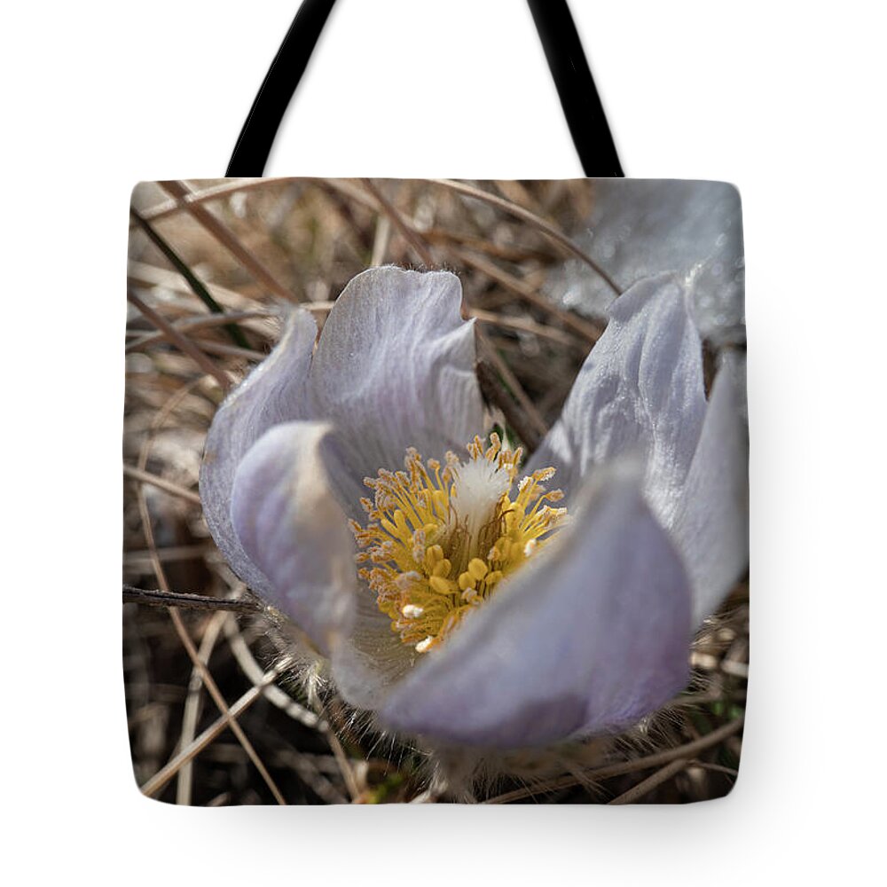 Crocus Tote Bag featuring the photograph First Spring Crocus And Snow by Karen Rispin