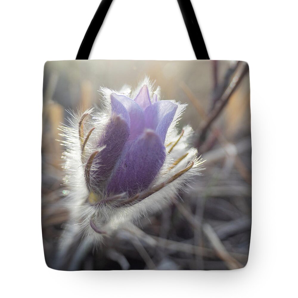 Crocus Tote Bag featuring the photograph First Spring Prairie Crocus Flower by Karen Rispin
