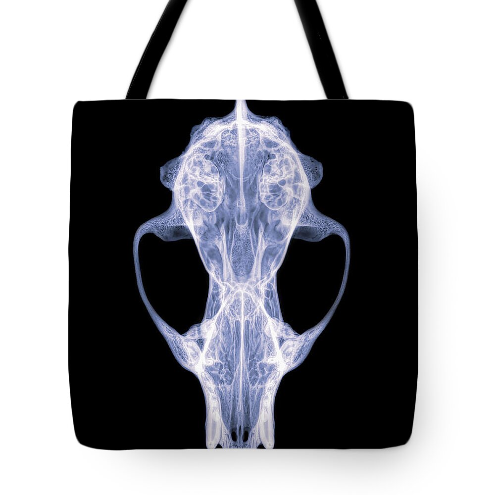 Mammal Tote Bag featuring the photograph Fisher -2 by Rob Graham