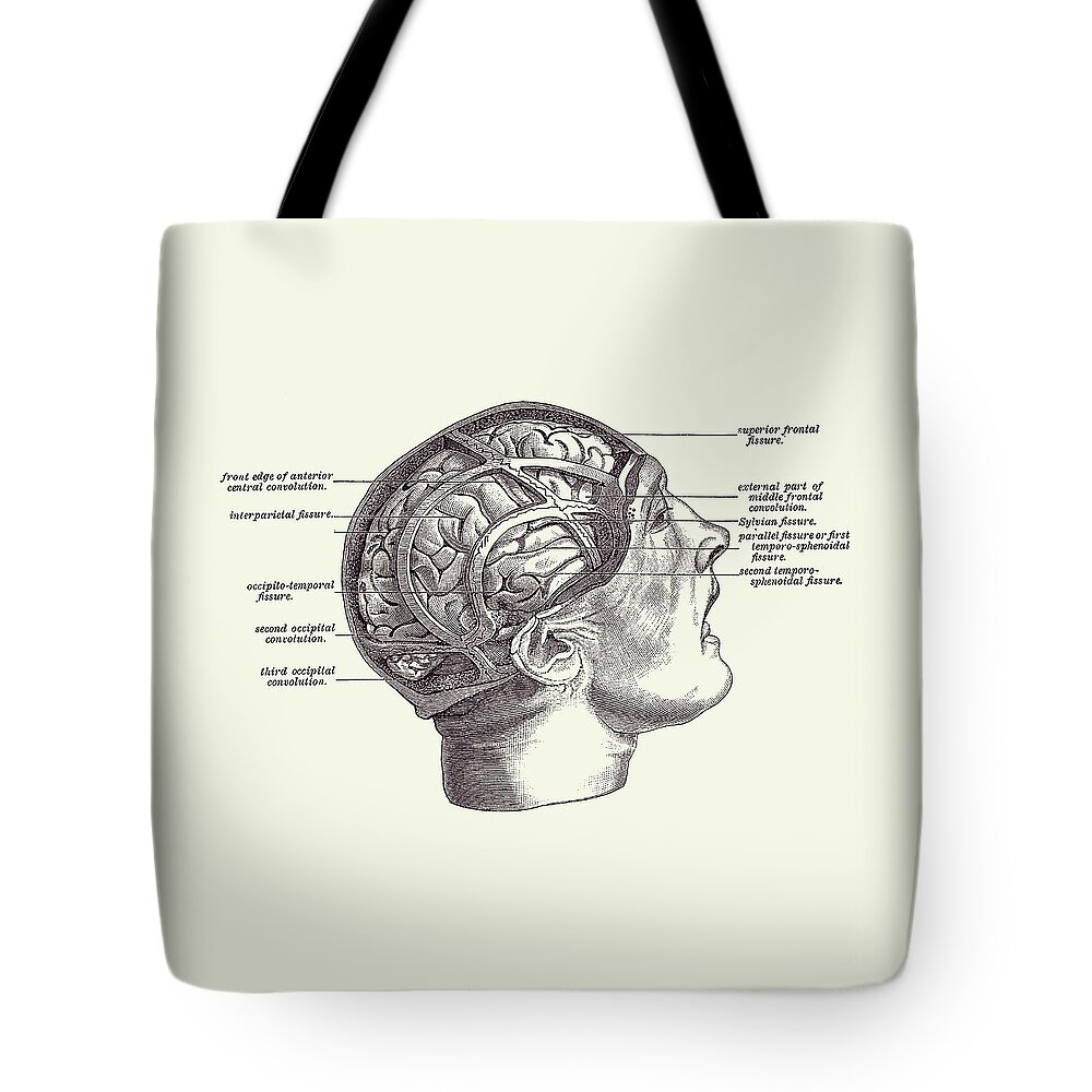 Brain Tote Bag featuring the drawing Fissure Focused Brain Diagram - Vintage Anatomy 2 by Vintage Anatomy Prints