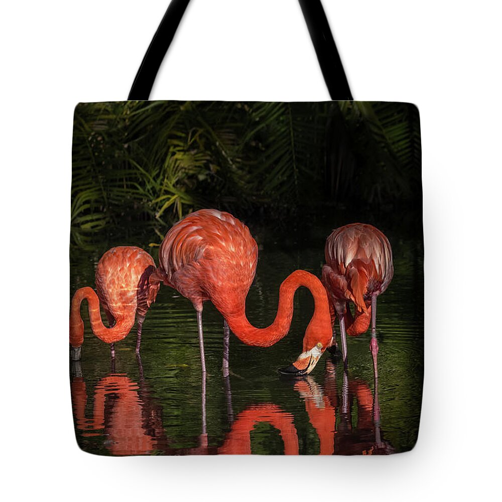 Black Background Tote Bag featuring the photograph Flamingo Calm Reflections by Liesl Walsh