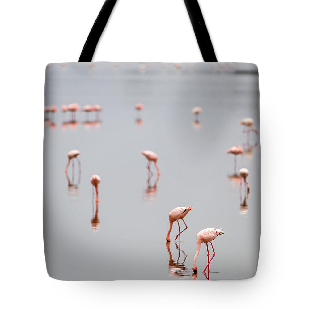 Flamingo Tote Bag featuring the photograph Flamingo Reflections by David Hart