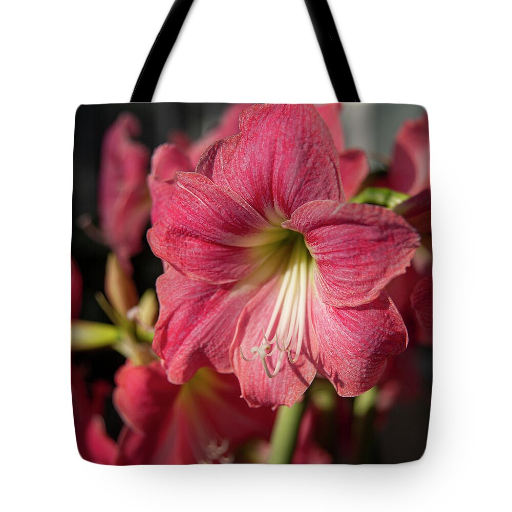 Baum Tote Bag featuring the photograph Fleur by Miguel Winterpacht