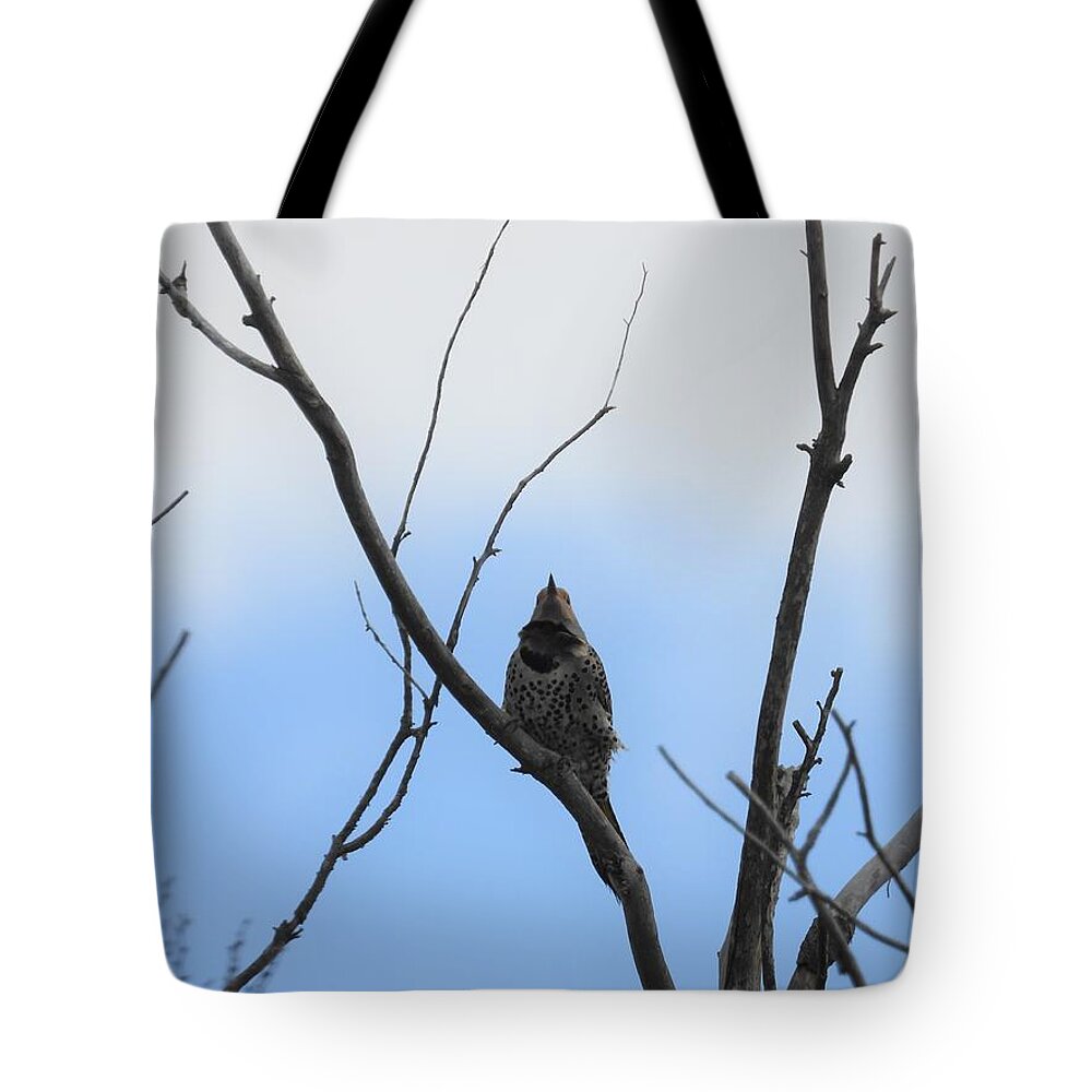 Northern Flicker Tote Bag featuring the photograph Flicker by Amanda R Wright