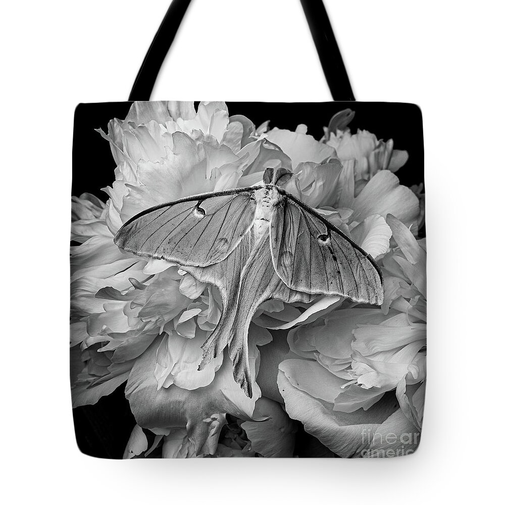 Moth Tote Bag featuring the photograph Flight of the Luna Moth by Edward Fielding