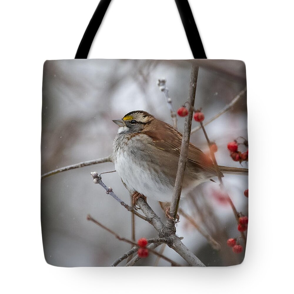 Bird Tote Bag featuring the photograph Floofy Sparrow by Linda Bonaccorsi