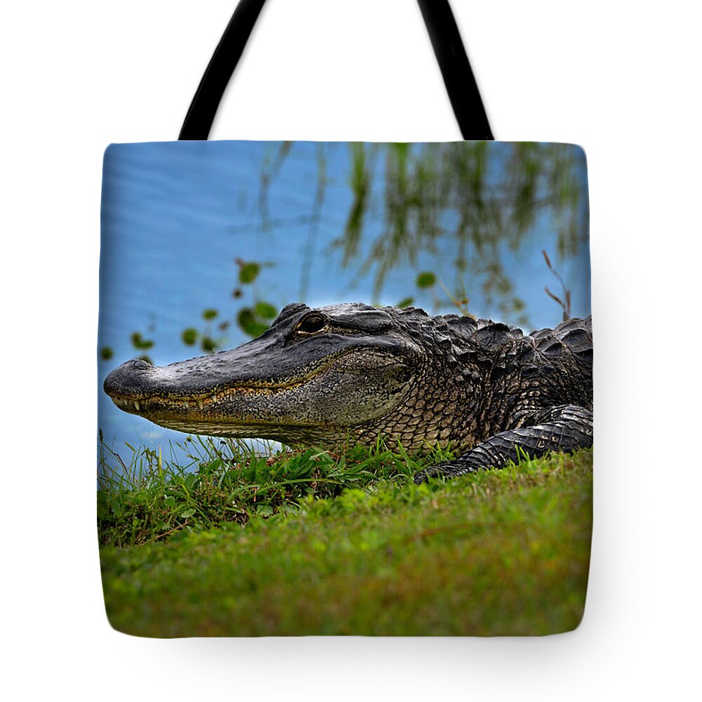 Aligator Tote Bag featuring the photograph Florida Gator 3 by Larry Marshall