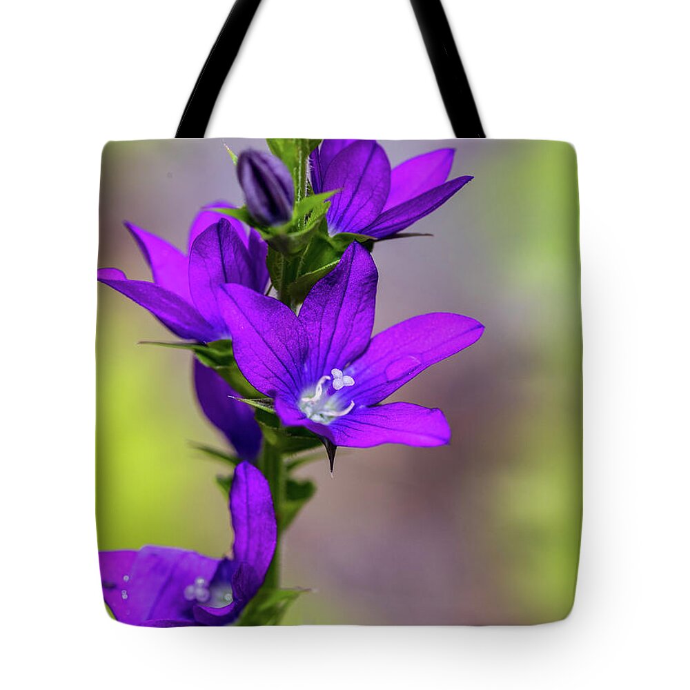 Plants Tote Bag featuring the photograph Flower Photography - Spring Blooms by Amelia Pearn