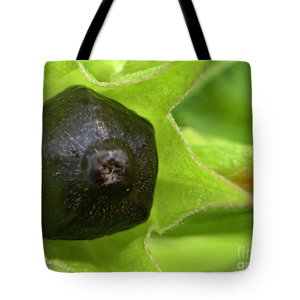 Flower Tote Bag featuring the photograph Flower Seed by Catherine Wilson