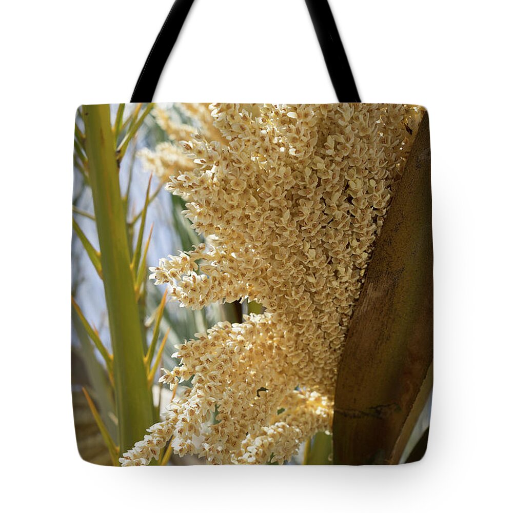 Date Palm Tote Bag featuring the photograph Flowering date palm and sunlight by Adriana Mueller
