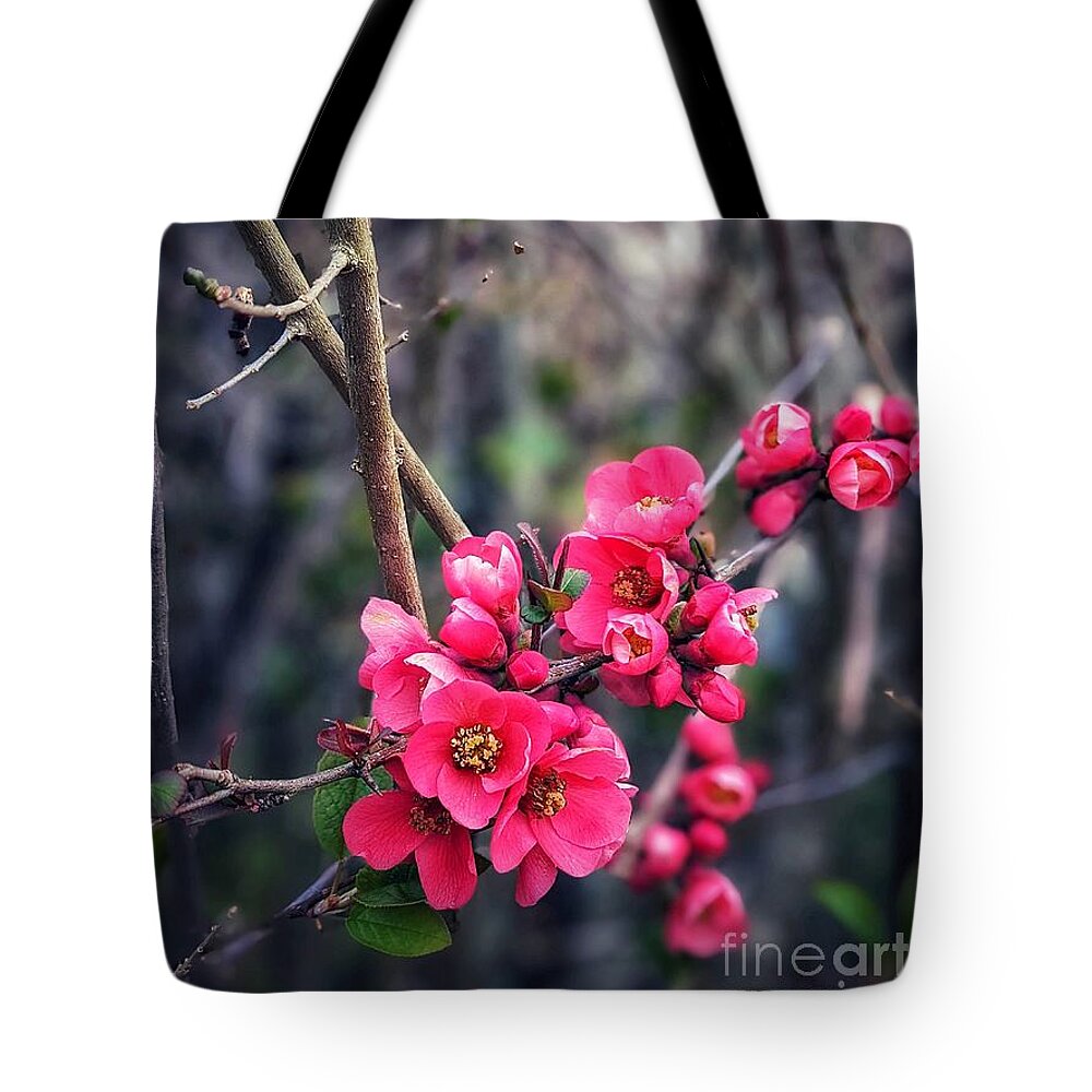 Flower Tote Bag featuring the photograph Flowering Quince by Claudia Zahnd-Prezioso