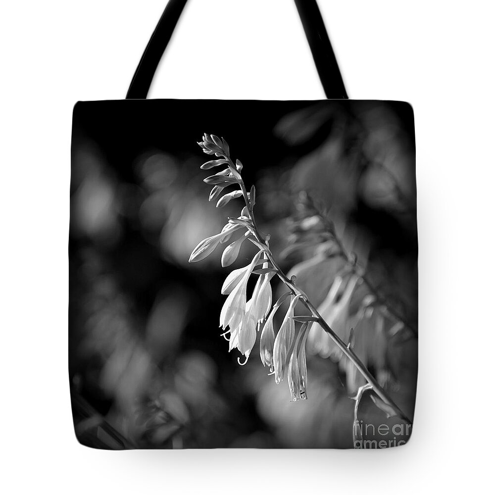 Flowers Tote Bag featuring the photograph Flowers Sunlight Black and White - Square by Frank J Casella