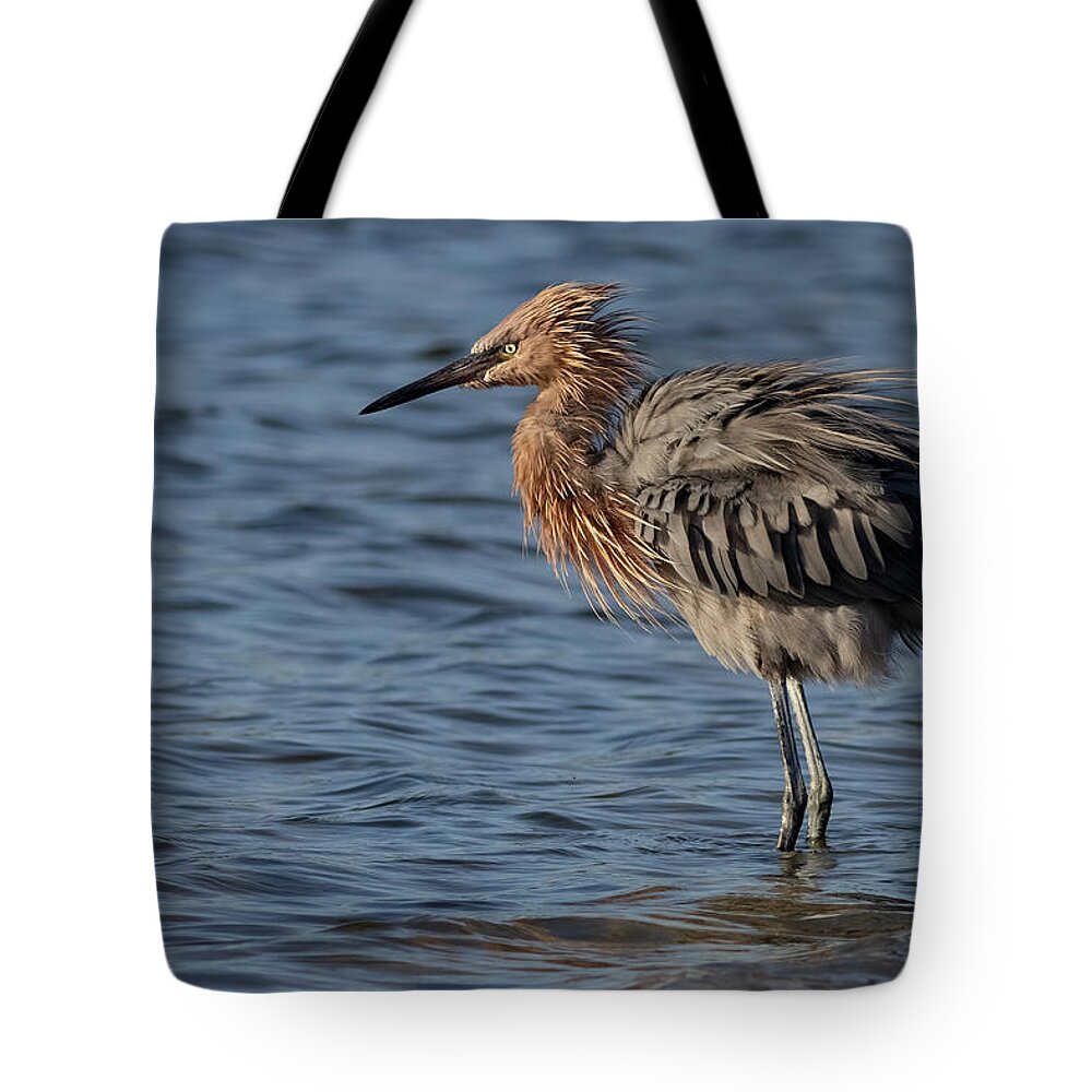 Reddish Egret Tote Bag featuring the photograph Fluff n Stuff by RD Allen