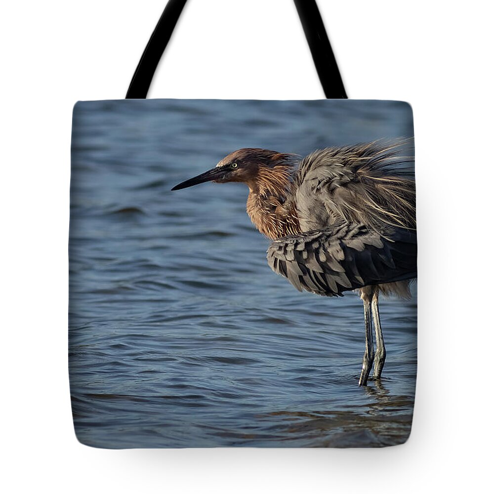 Reddish Egret Tote Bag featuring the photograph Fluffing by RD Allen