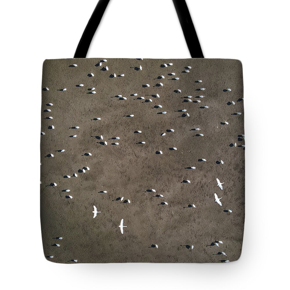 Tundra Swans Tote Bag featuring the photograph Fly Over Tundra Swans by Brook Burling