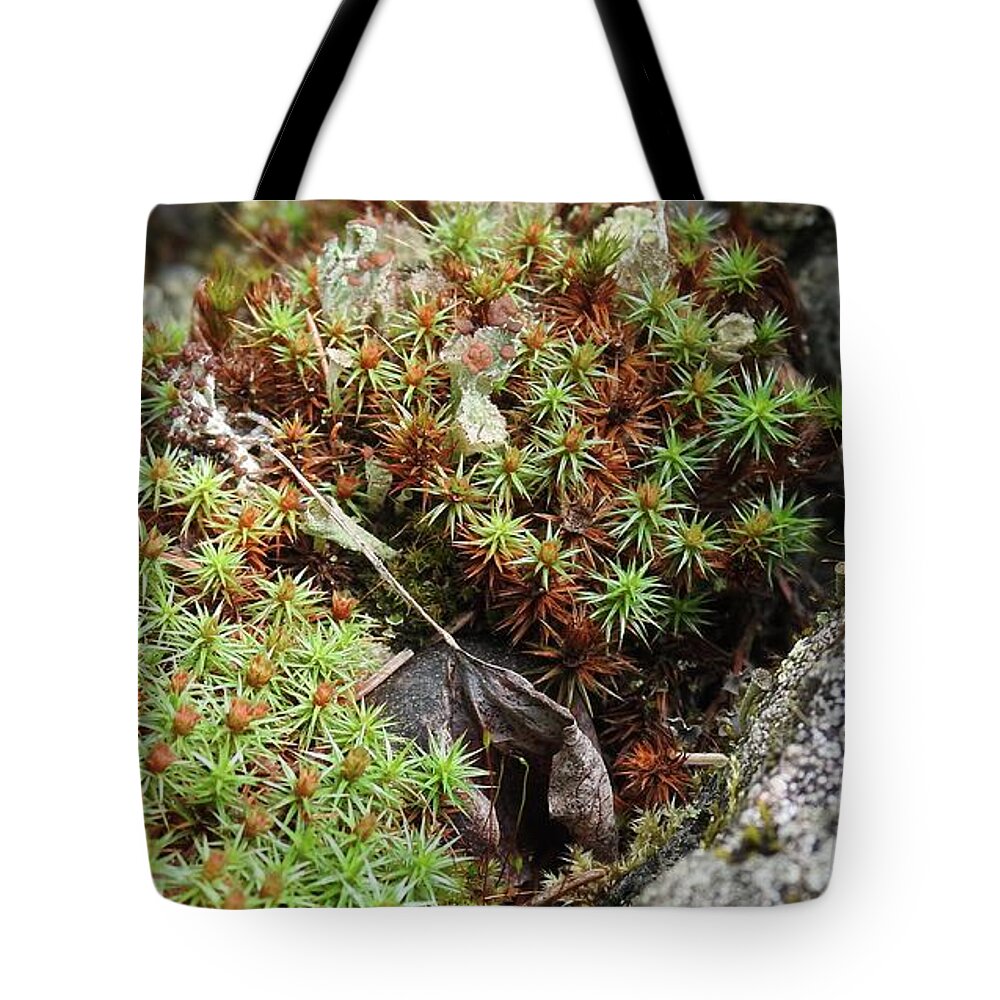 Lichen Tote Bag featuring the photograph Forest beauty by Nicola Finch