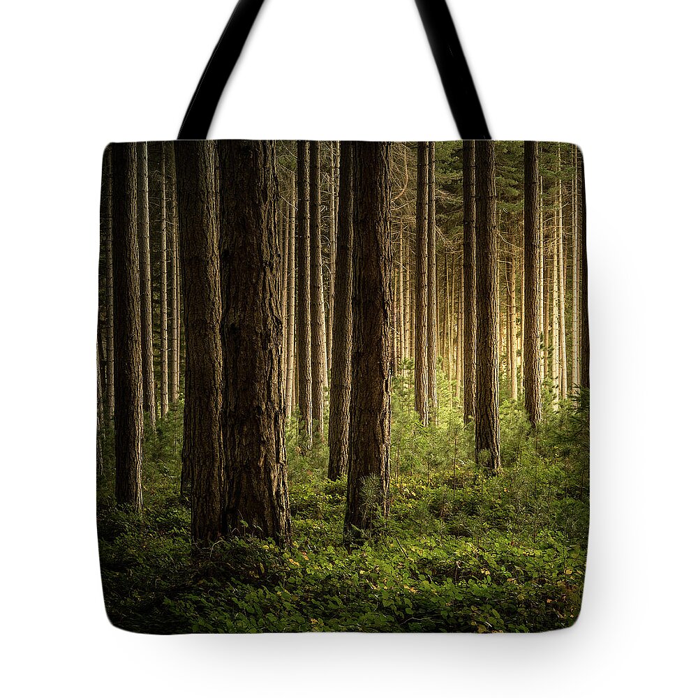 Landscape Tote Bag featuring the photograph Forest Light by Grant Galbraith