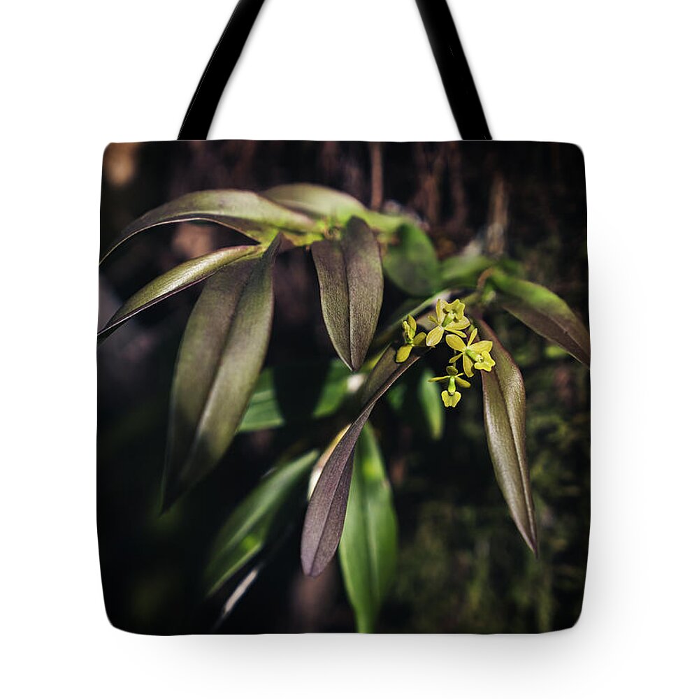 Fakahatchee Strand State Preserve Tote Bag featuring the photograph Forma Rubrifolium by Rudy Wilms