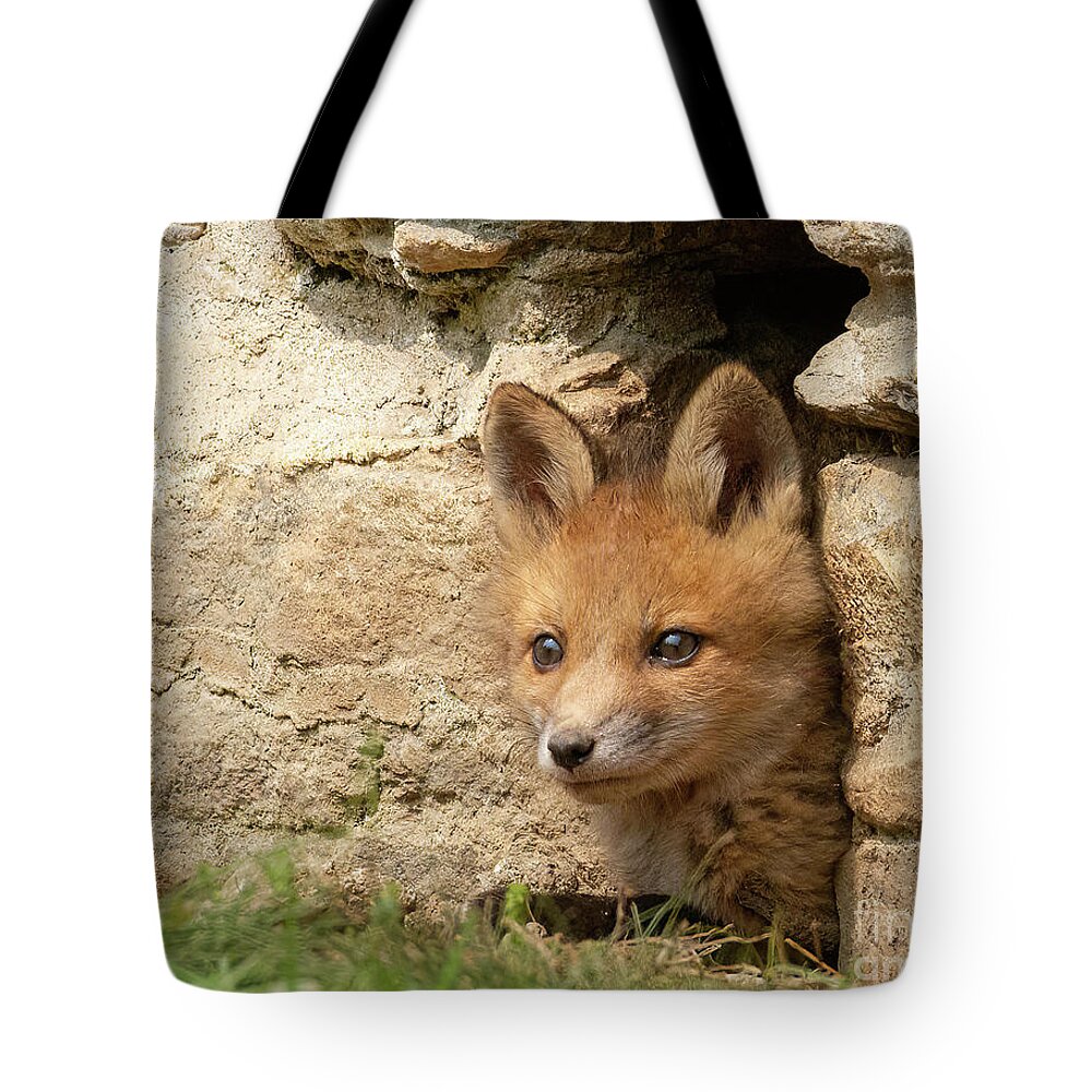 Fox Tote Bag featuring the photograph Foxy New Day by Chris Scroggins