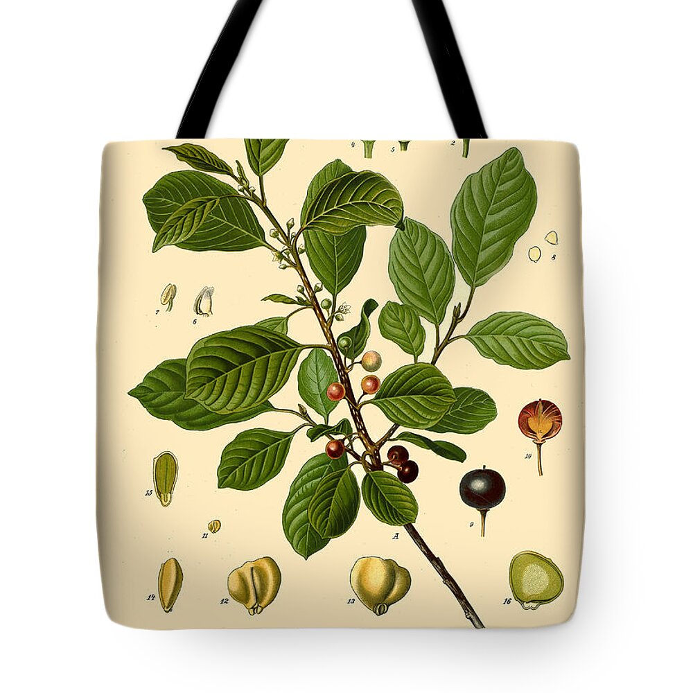 Walther Otto Mueller Tote Bag featuring the drawing Frangula alnus by Walther Otto Mueller