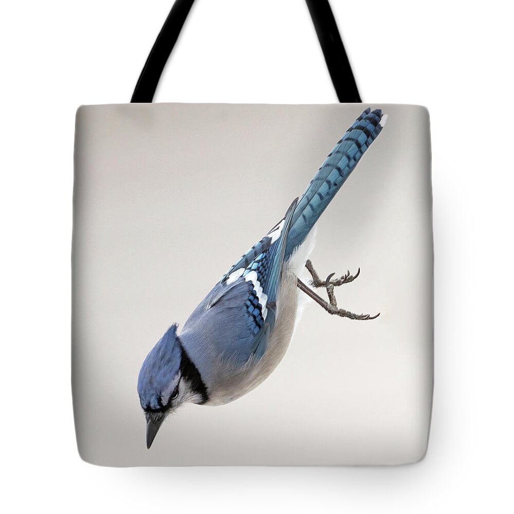 Blue Jay Tote Bag featuring the photograph Free Falling for a Peanut by Sandra Rust