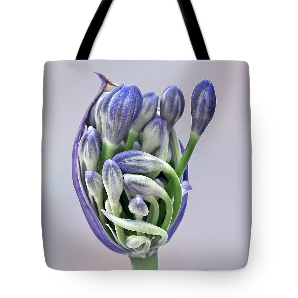 Freedom Togetherness Agapanthus Pod Opening Buds Together Flowering Tight Happy Joy Many Beautiful Delightful Head Tender Delicate Close Up Macro Home House Arising Beauty Gentle Blue Green Fairy Tale Inspirational Symphony Musical Painterly Watercolor Impressions Pastel Charming Pleasing Attractive Harmony Elegance Calm Flowers Soft Micro Colorful Pretty Poetic Romantic Harmonious Sweet Sentimental Emotional Elegant Magical Idyllic Associative Nice Silky Creative Contemporary Smart Caring Fab Tote Bag featuring the photograph Freedom And Togetherness - Agapanthus Pod Is Opening To Give The Buds Freedom by Tatiana Bogracheva