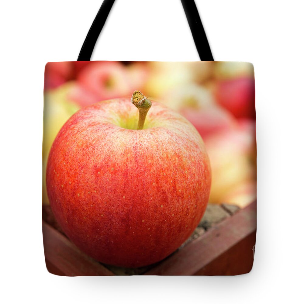 Fresh Ripe Organic Gala Apple Tote Bag by Kevin Miller - Pixels