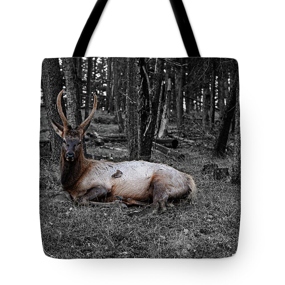 Digital Tote Bag featuring the digital art Friend On The Road by Jerald Blackstock