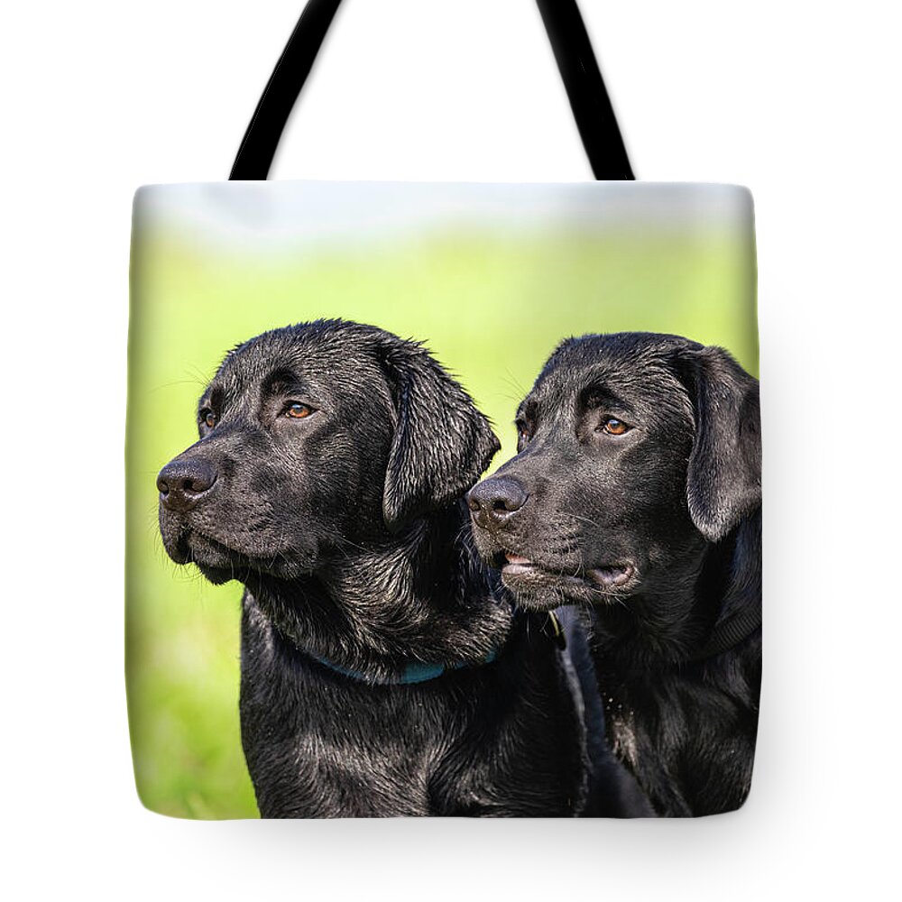 Labrador Retriever Tote Bag featuring the photograph Friends for a Lifetime by Rachel Morrison