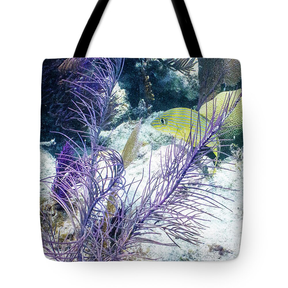 Animals Tote Bag featuring the photograph Frilly by Lynne Browne