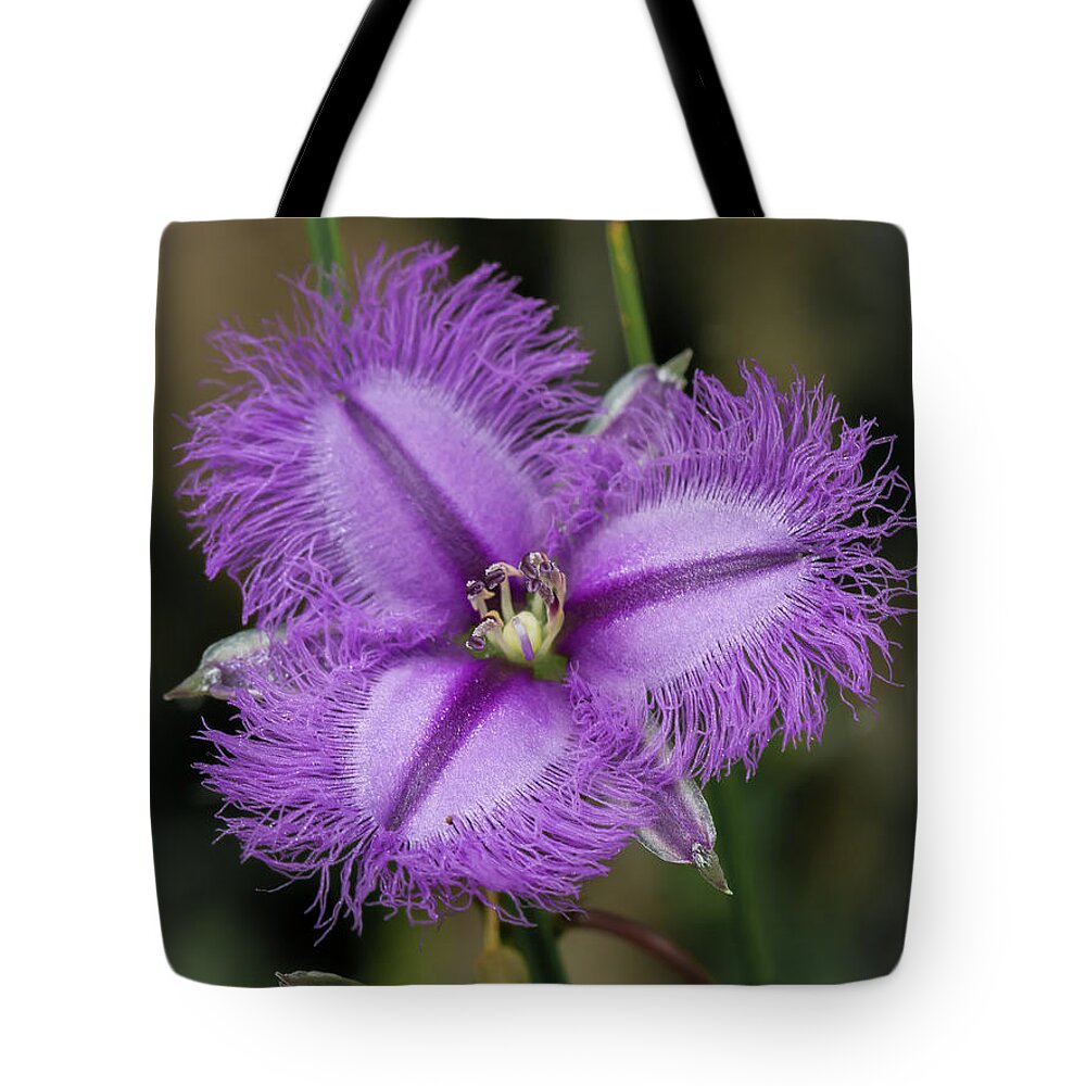 Fringe Lily Tote Bag featuring the photograph Fringe Lily - Thysanotus tuberosus by Elaine Teague