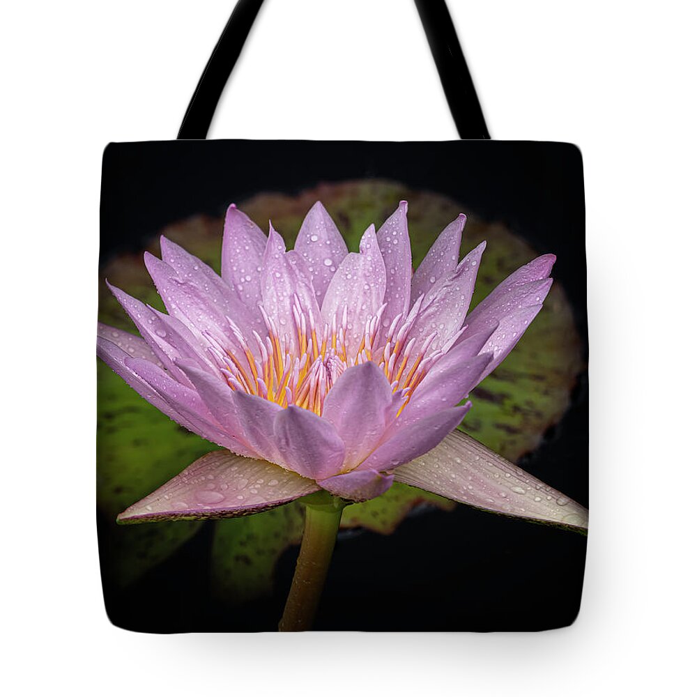 Summer Tote Bag featuring the photograph Front and back. by Usha Peddamatham