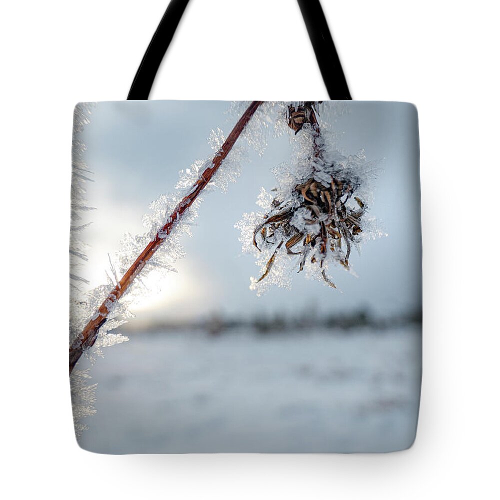 Frost Tote Bag featuring the photograph Frost On A Winter Annual by Karen Rispin