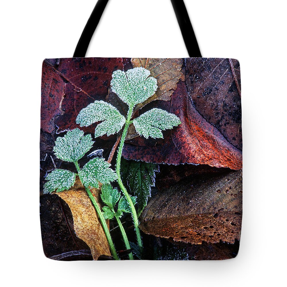  Leaves Tote Bag featuring the photograph Frosted buttercup leaves by Michael Wheatley