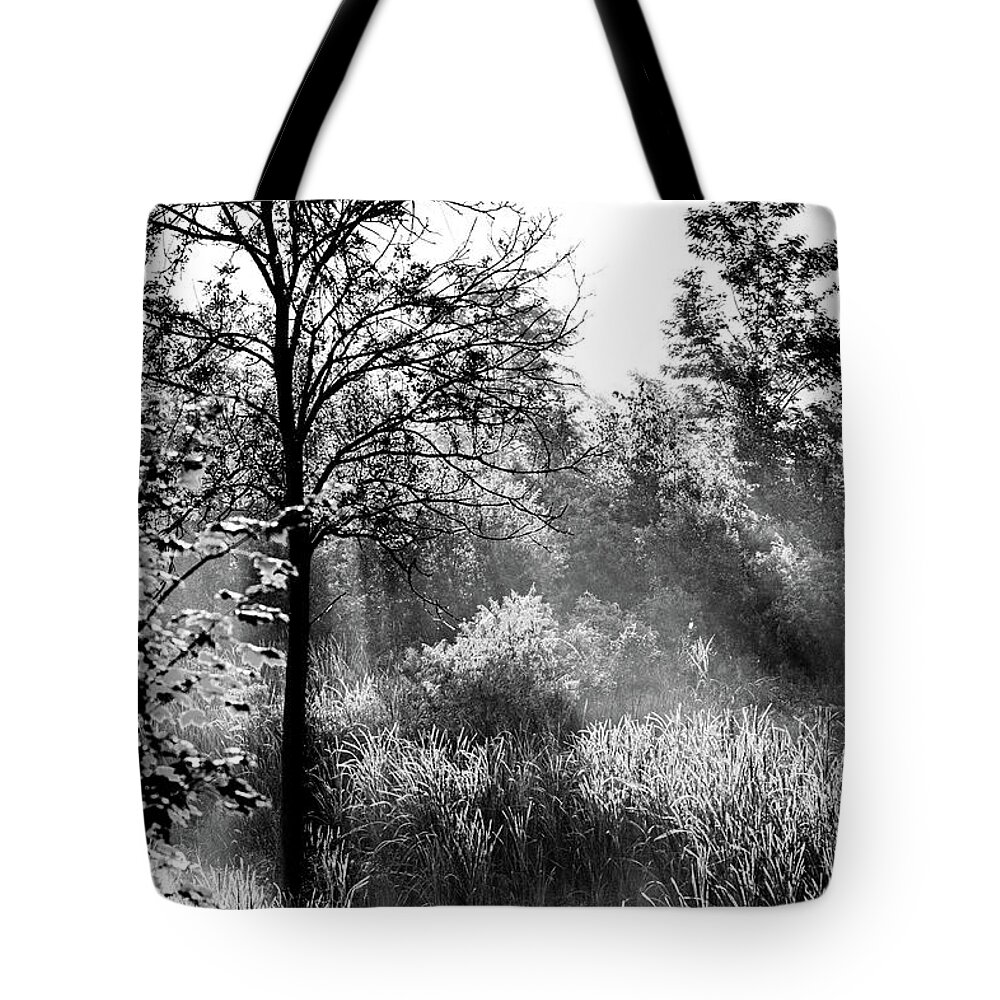Trees Tote Bag featuring the photograph Frosty Forest by Don Nieman
