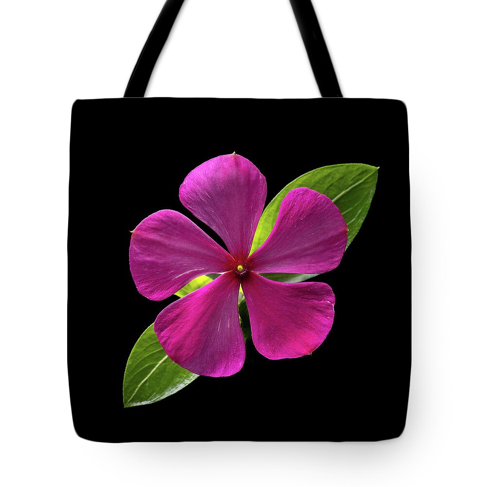 Fuchsia Tote Bag featuring the photograph Fuchsia and Green on Black by Kevin Suttlehan
