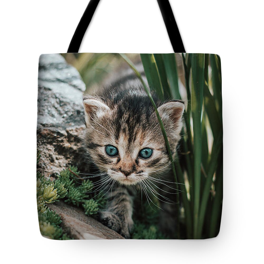 Kitten Tote Bag featuring the photograph Furry explorer by Vaclav Sonnek