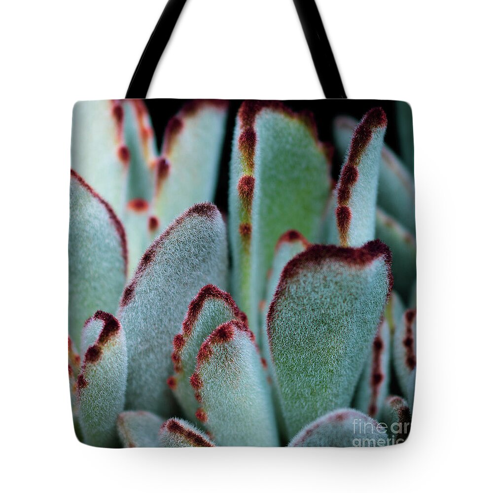 Fuzzy Tote Bag featuring the photograph Fuzzy Fury Cactus by Abigail Diane Photography