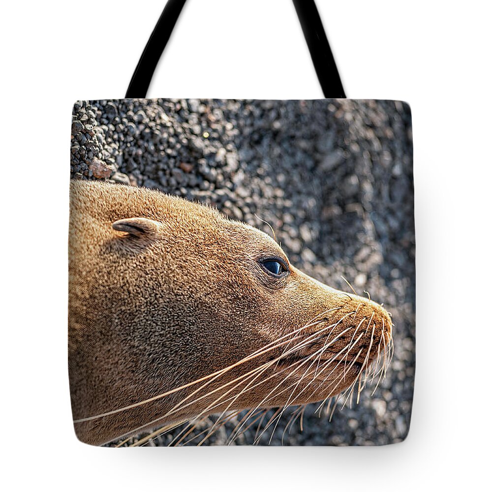 Ecuador Tote Bag featuring the photograph Galapagos Fur Sea lion resting in the sun by Henri Leduc