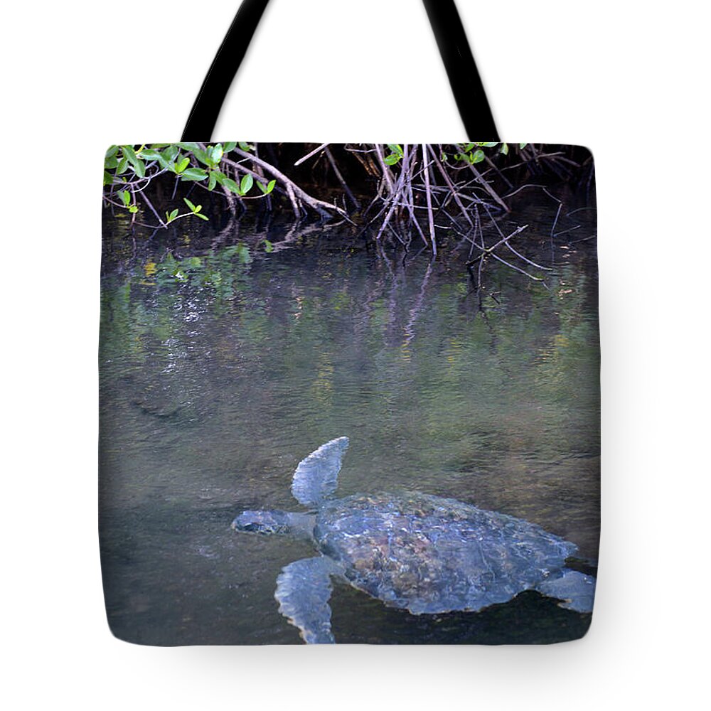 Republic Of Ecuador Tote Bag featuring the photograph Galapagos green turtle, Chelonia mydas agassisi, Elizabeth Bay, Isabela Island, Galapagos Islands, Ecuador by Kevin Oke
