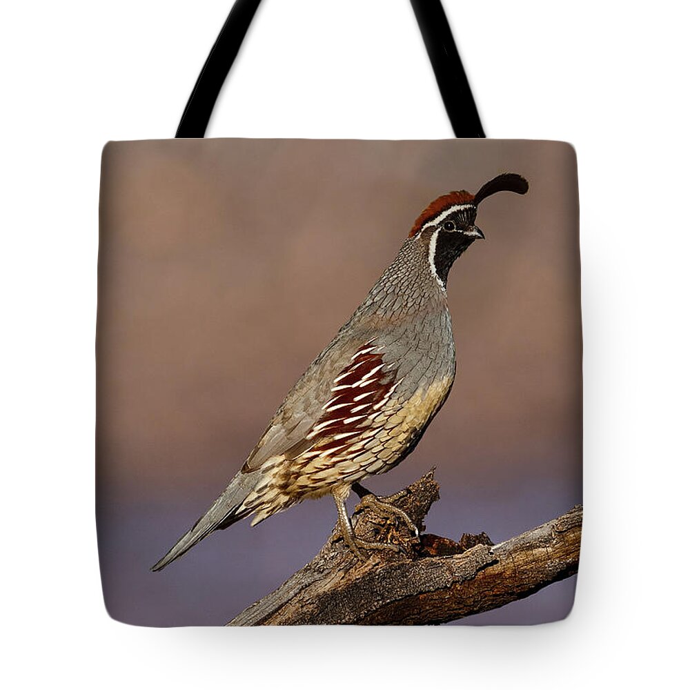 Animal Tote Bag featuring the photograph Gambel's Quail Perched on a Branch by Jeff Goulden