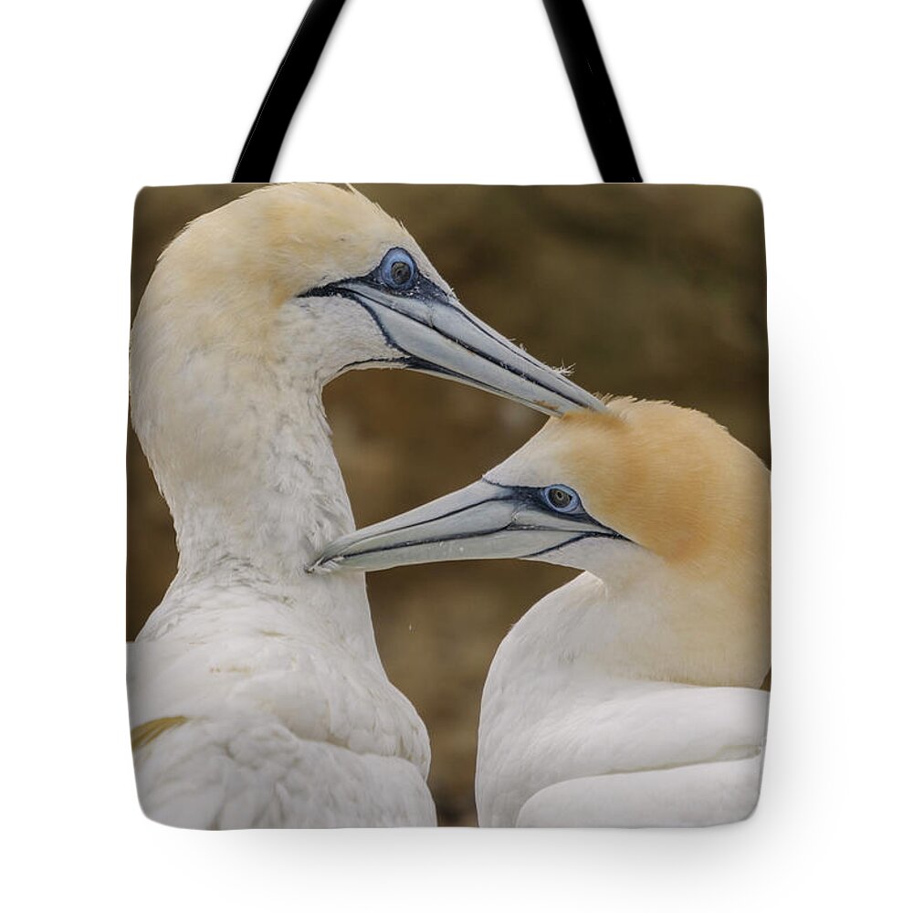 Gannet Tote Bag featuring the photograph Gannets 4 by Werner Padarin