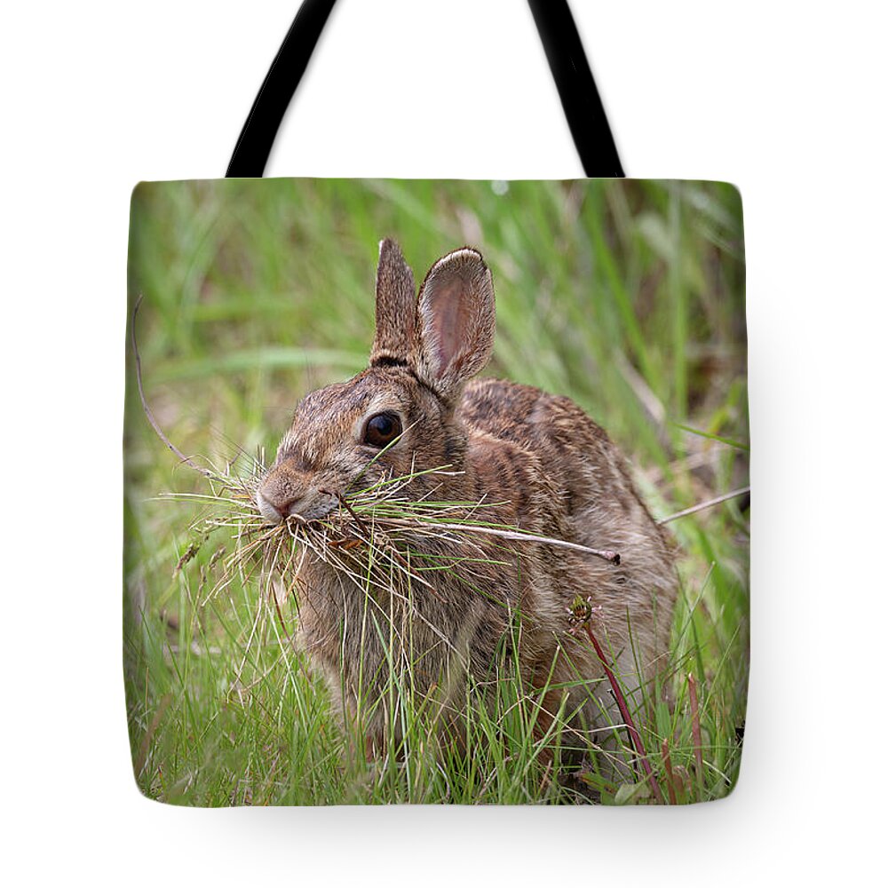 Eastern Cottentail Rabbit Tote Bag featuring the photograph Gathering For The Nest by Dale Kincaid