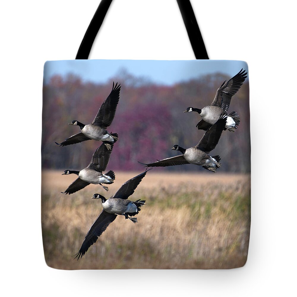Geese Tote Bag featuring the photograph Geese Landing by Flinn Hackett