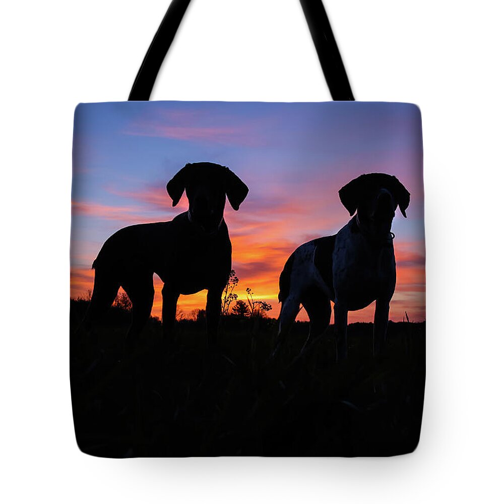 German Shorthaired Tote Bag featuring the photograph German Shorthaired Pointers by Brook Burling