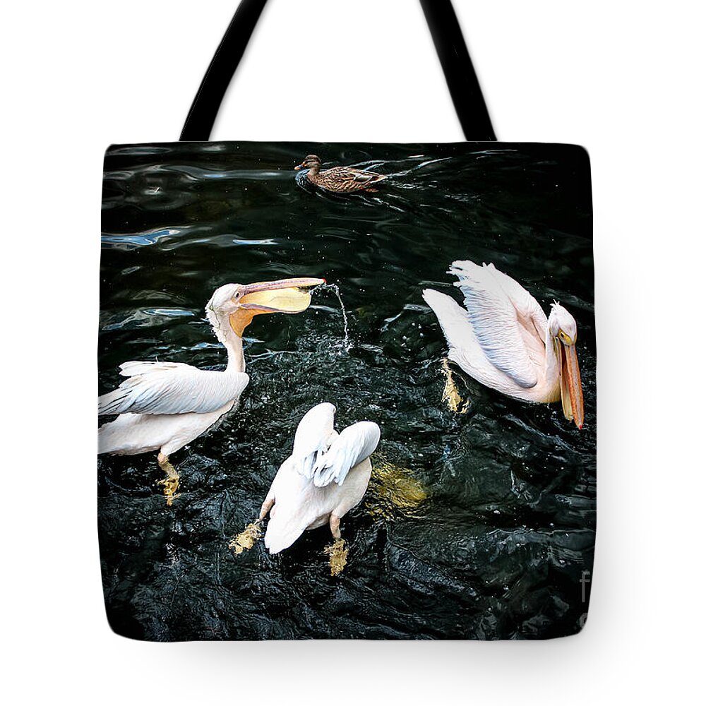 Pelicans Tote Bag featuring the photograph Getting a Bite to Eat in London by Veronica Batterson