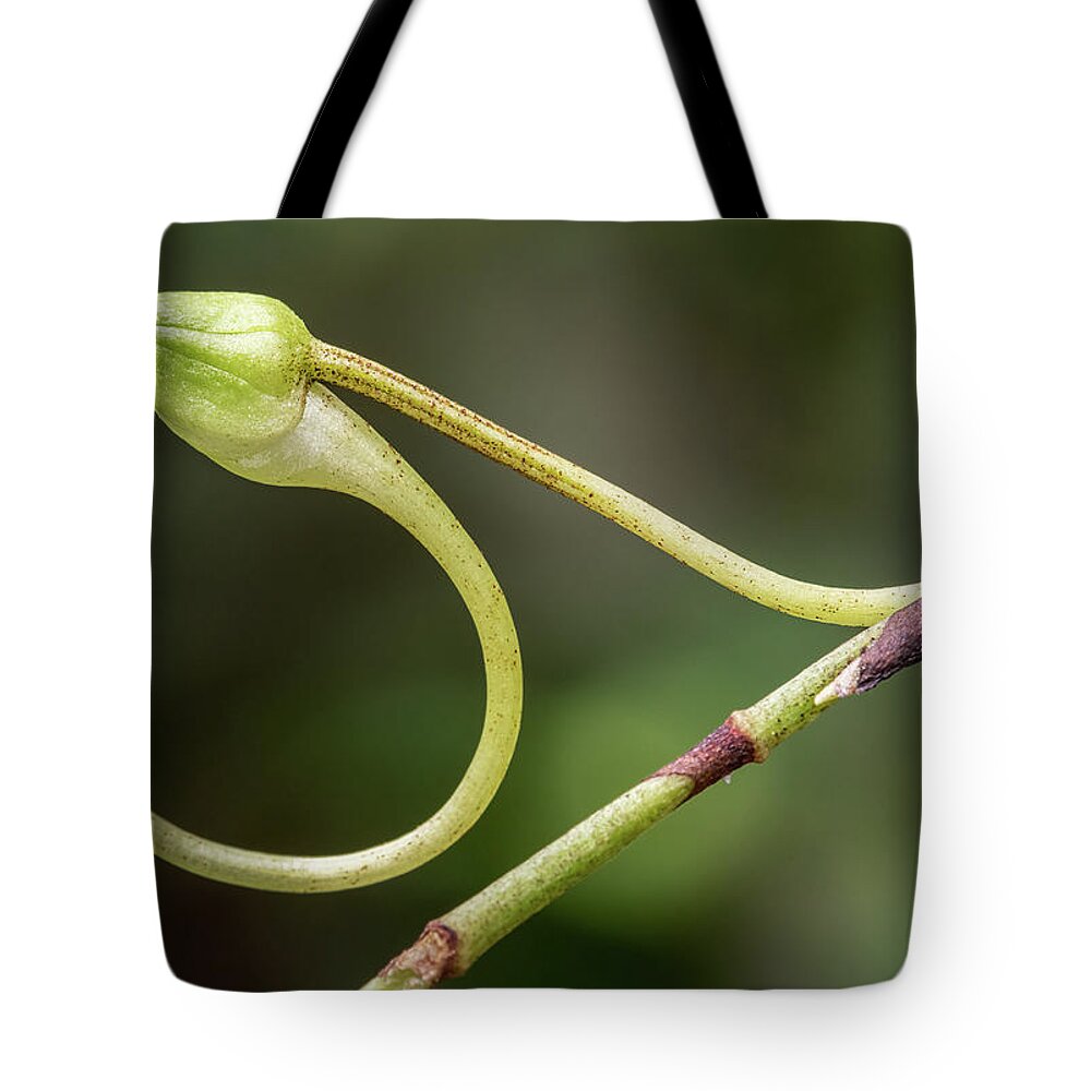 Dendrophylax Lindenii Tote Bag featuring the photograph Ghost Orchid Bud by Rudy Wilms