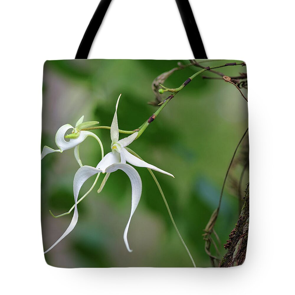Big Cypress National Preserve Tote Bag featuring the photograph Ghost Orchid Duo by Rudy Wilms