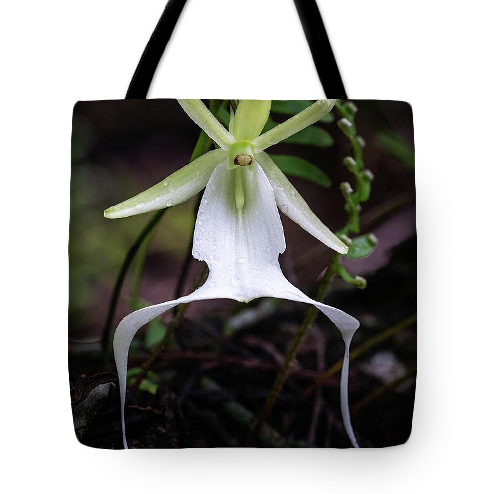 Big Cypress National Preserve Tote Bag featuring the photograph Ghost Orchid Survivor by Rudy Wilms