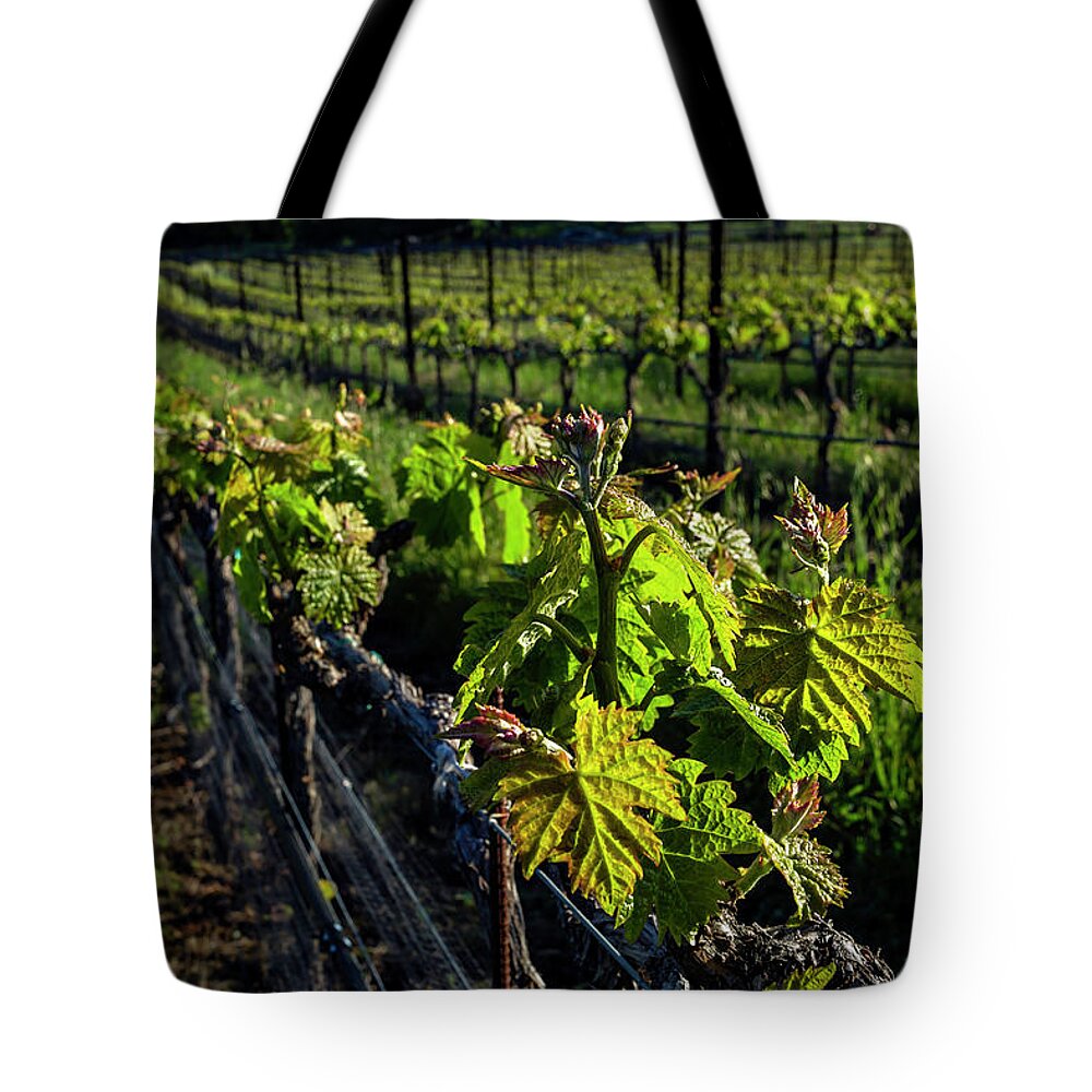 Vineyard Tote Bag featuring the photograph Gianelli Vineyard 3 by Gary Johnson